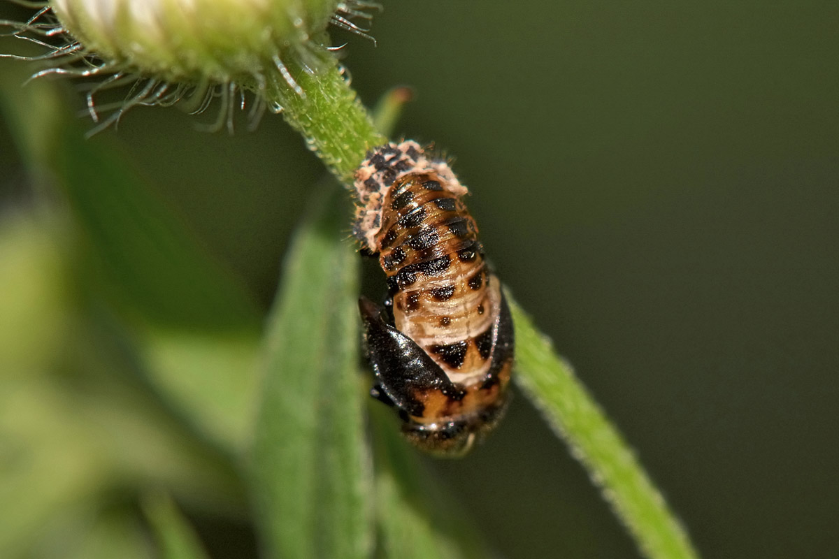 Metamorfosi di Hippodamia variegata, Coccinellidae